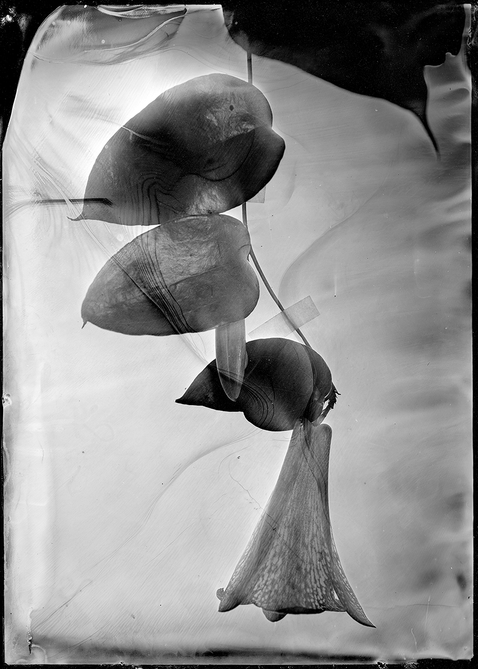 À droite : Lapageria rosea - Copihue, collodion humide sur plaque de verre. ©Ritual Inhabitual.